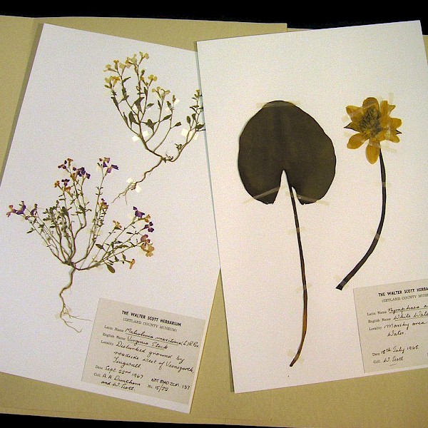Pressed plants from the herbarium
