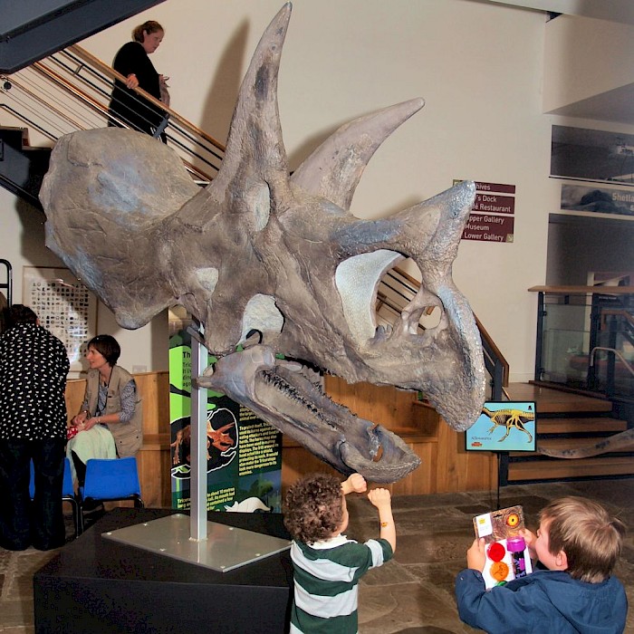 Triceratops skull from the Hunterian Museum