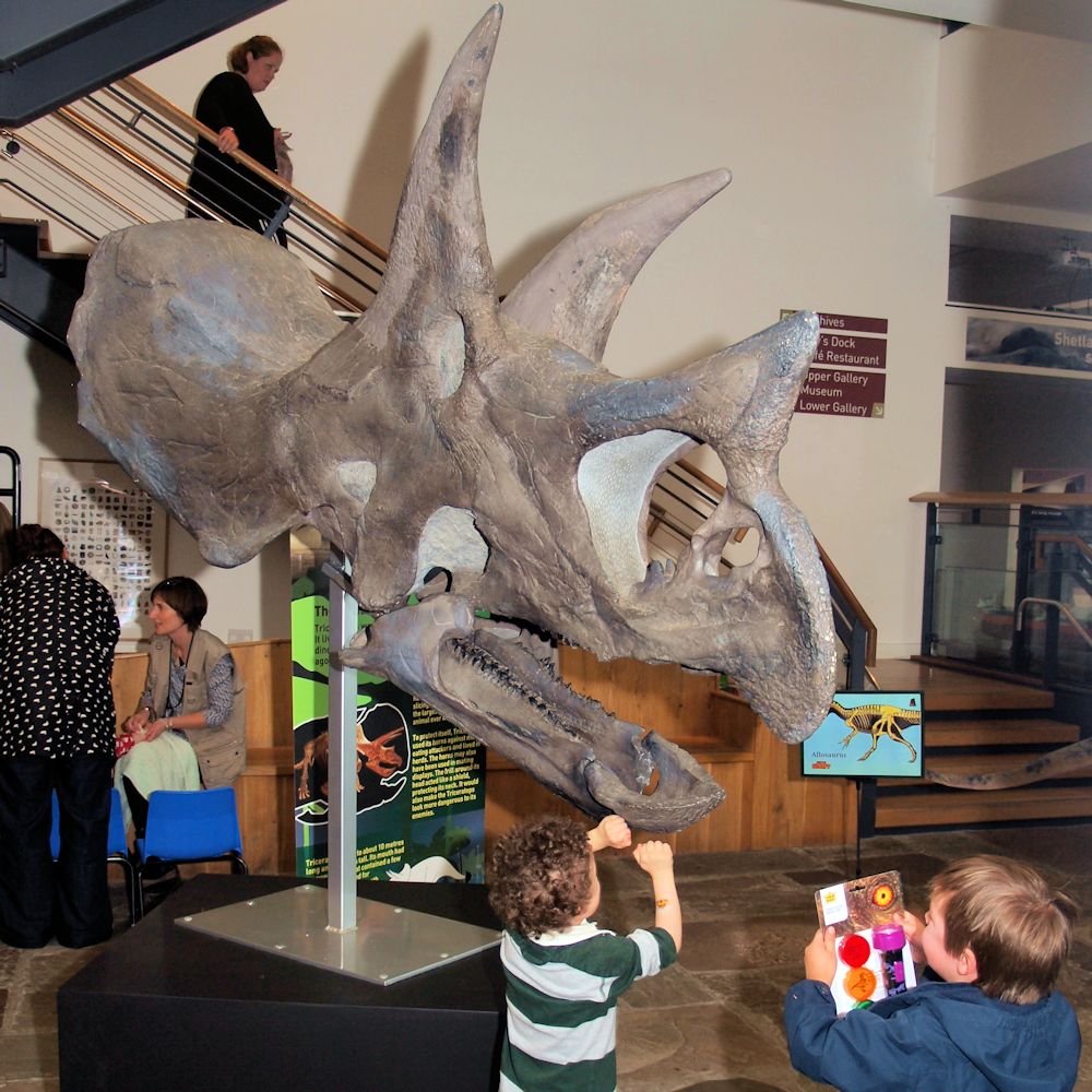 Triceratops skull from the Hunterian Museum