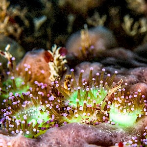 Donald Jefferies - Underwater Shetland