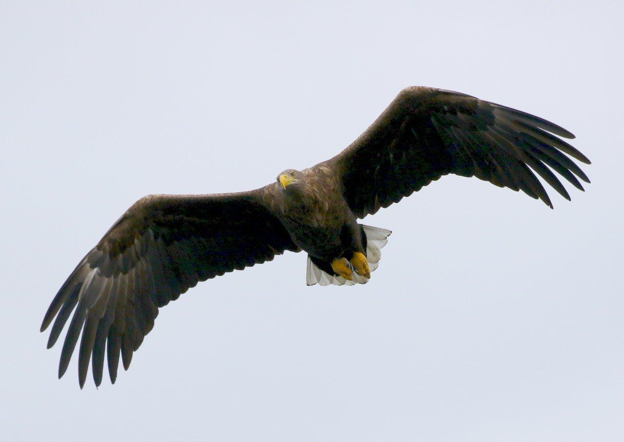 The Eagle's Last Stronghold | Shetland Museum & Archives