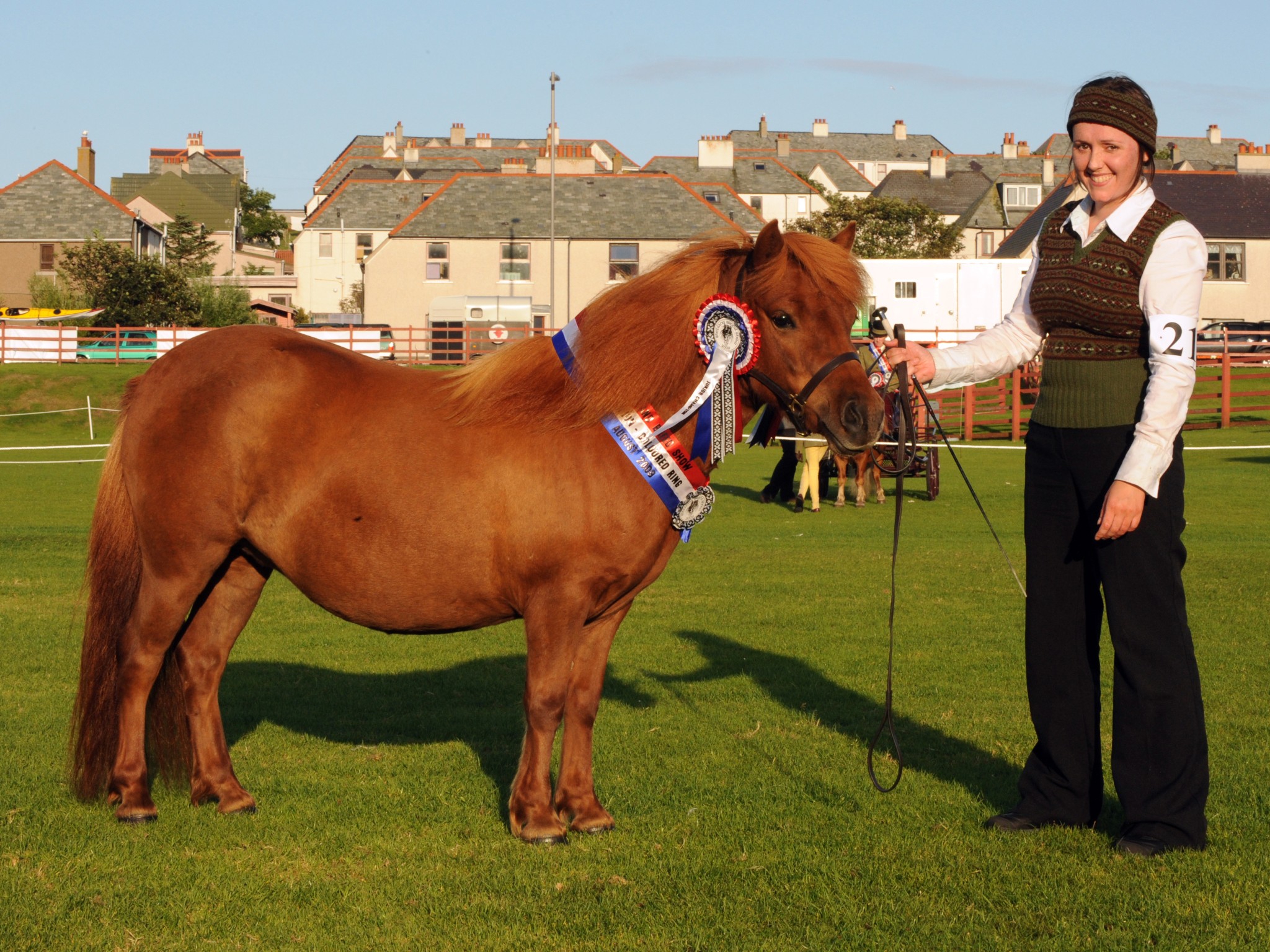 Shetland Ponies Choosing the best from the rest Shetland Museum