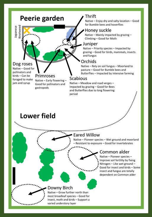 Peerie Garden Map showing where the native Shetland trees and plants have been planted